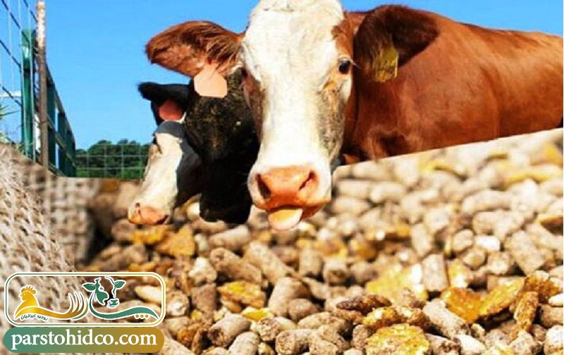 استفاده از مکمل‌ ها در تغذیه گاوها 